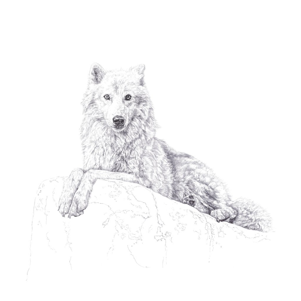 Biro drawing of Arctic wolf Atka on a rock