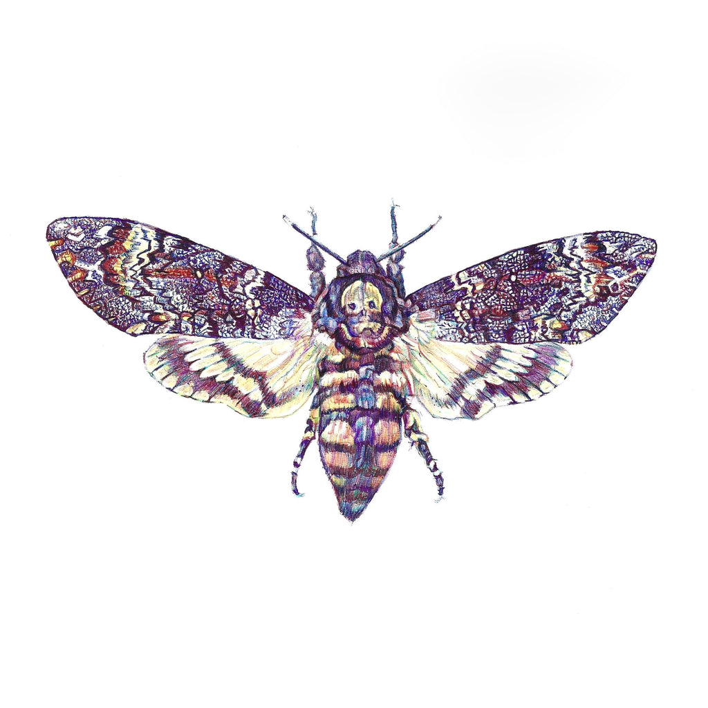 Colour Biro drawing of Death's Head Hawk Moth