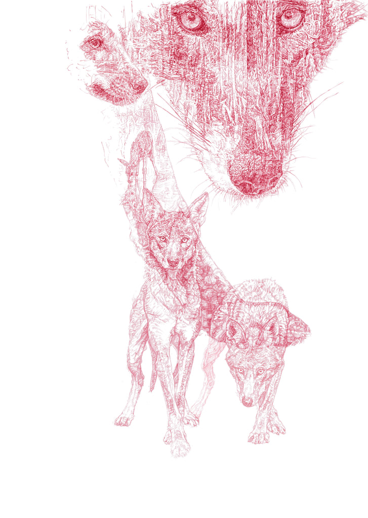 Red Wolf - Limited Edition Prints for Critically Endangered Wolves