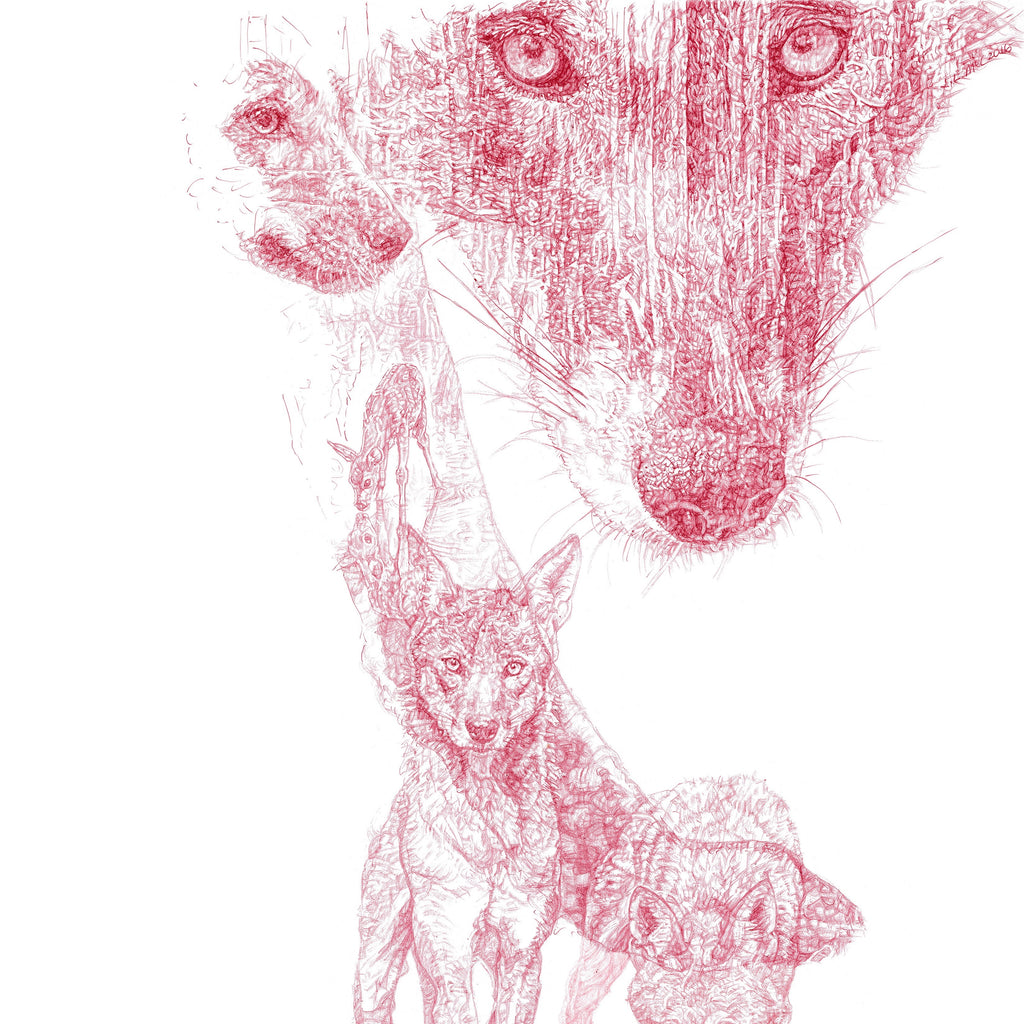 'Red Wolf' - Drawing for the Wolf Conservation Center, New York