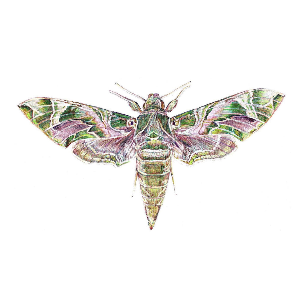 Colour Biro drawing of Oleander Hawk Moth