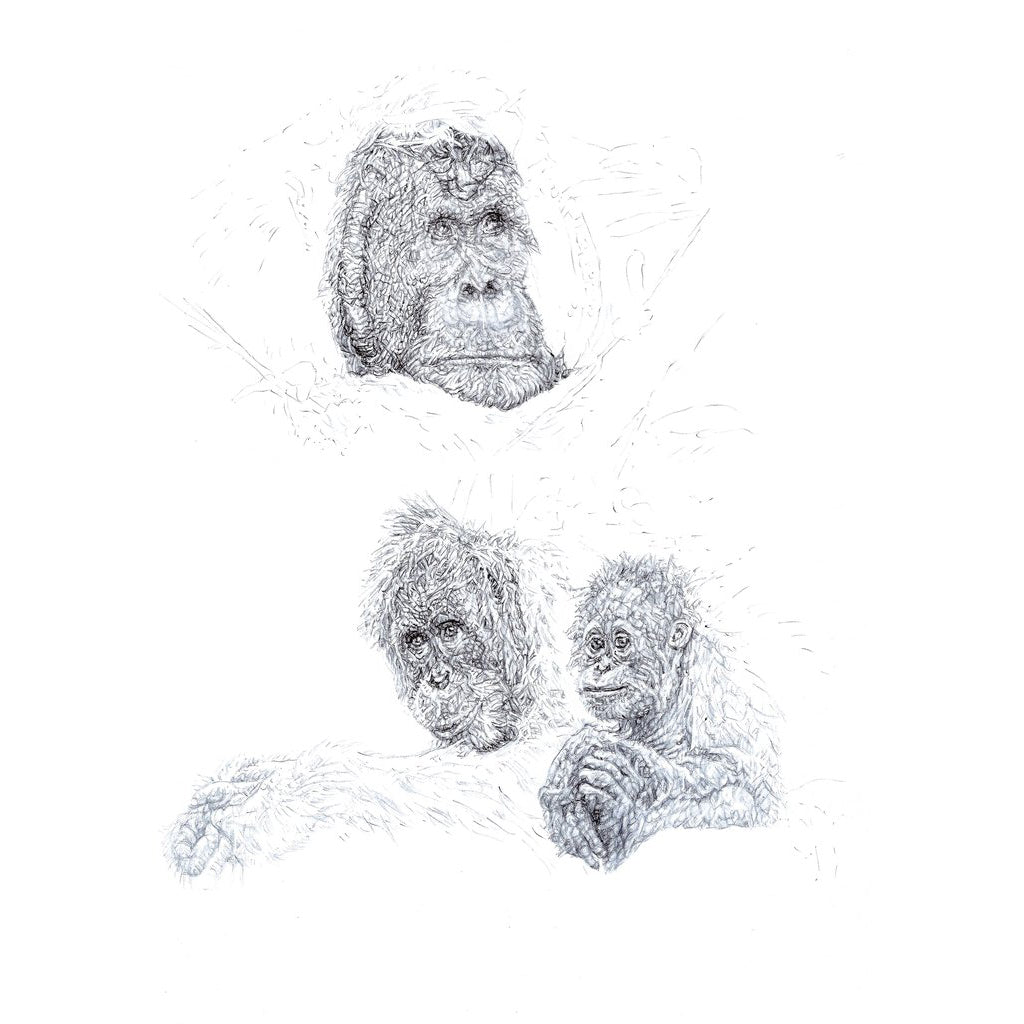 Orangutans 2015 biro drawing