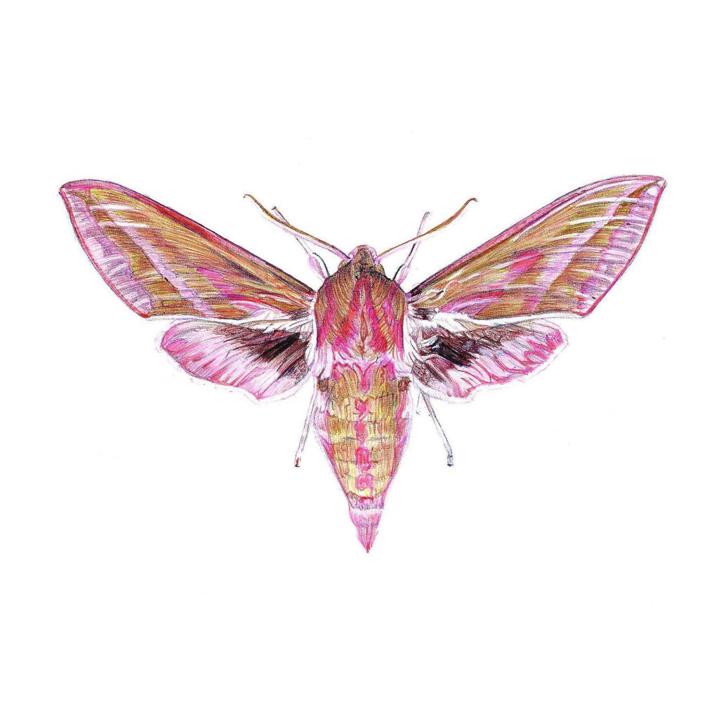 Colour Biro drawing of small Elephant Hawk Moth